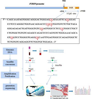 FURIN Promoter Methylation Predicts the Risk of Incident Diabetes: A Prospective Analysis in the Gusu Cohort